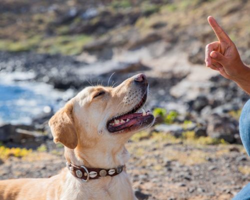 Studie über aversives Training, Hundetrainer sitzt mit Labrador Retriever an der Küste