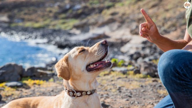 Studie über aversives Training, Hundetrainer sitzt mit Labrador Retriever an der Küste