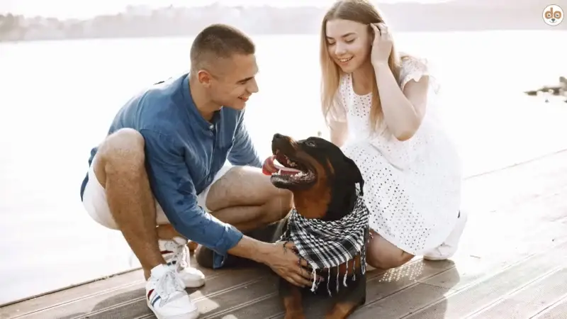 Dogsharing, gemeinsam und zum Wohl des Hundes?