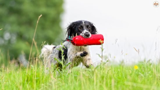 Dummy apportieren, Spaniel auf Frühlingswiese
