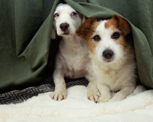Hunde verstecken sich wegen Angst vor Gewitter unter dem Sofa