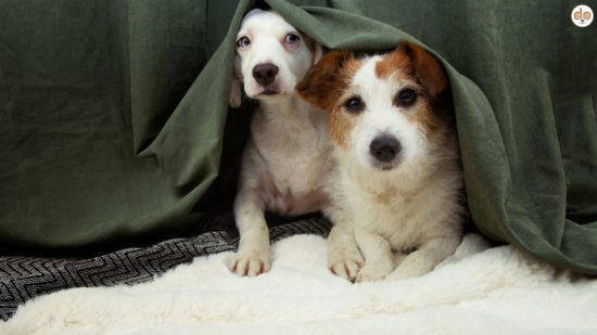 Hunde verstecken sich wegen Angst vor Gewitter unter dem Sofa