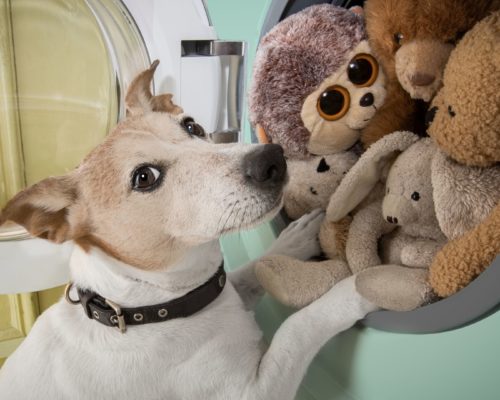 Hundehaare in der Waschmaschine, Terrier steht vor Waschmaschine mit Stofftieren