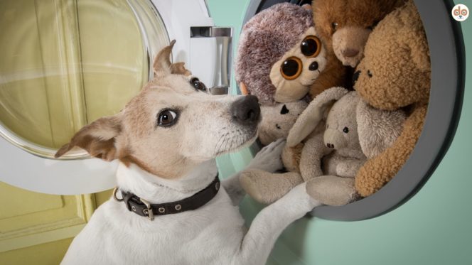 Hundehaare in der Waschmaschine, Terrier steht vor Waschmaschine mit Stofftieren