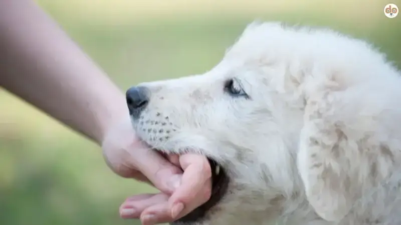 Beißhemmung Hunde trainieren – Kieferkraft