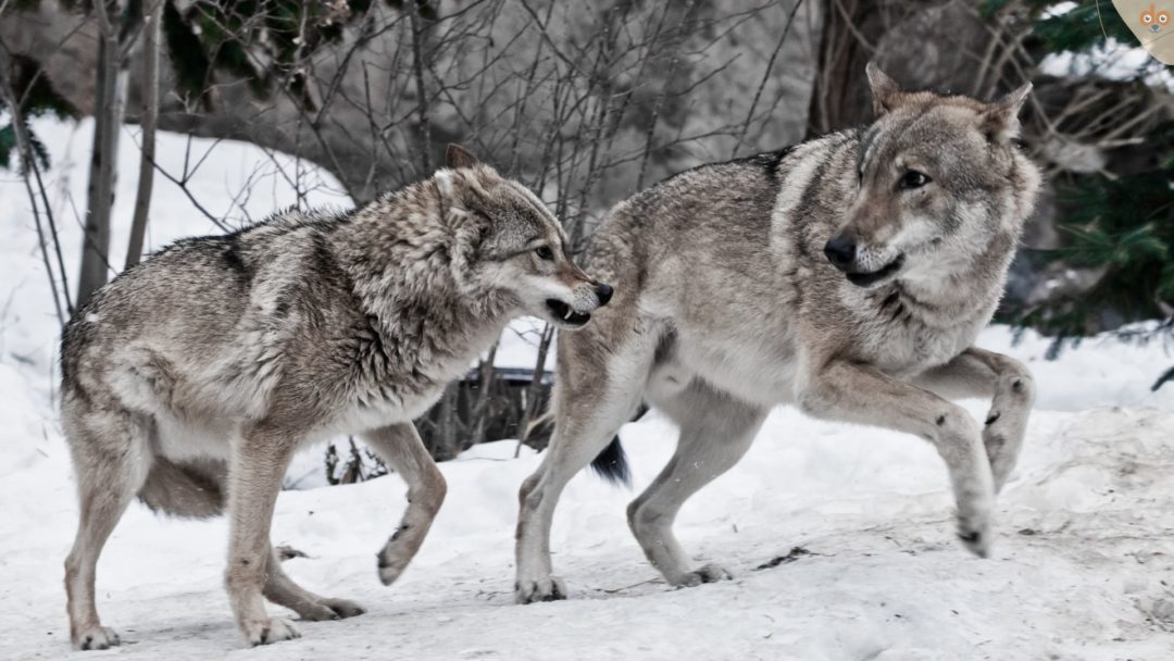 Wolfspaar kämpft spielerisch während der Paarungszeit