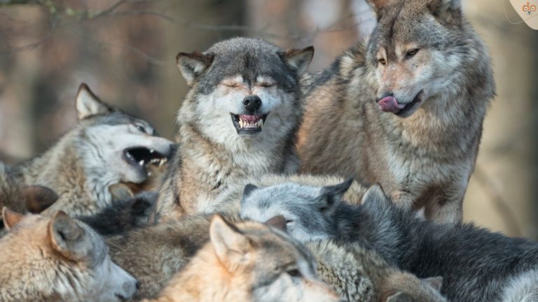 Wolfsrudel auf Hügel, Alphatheorie widerlegt