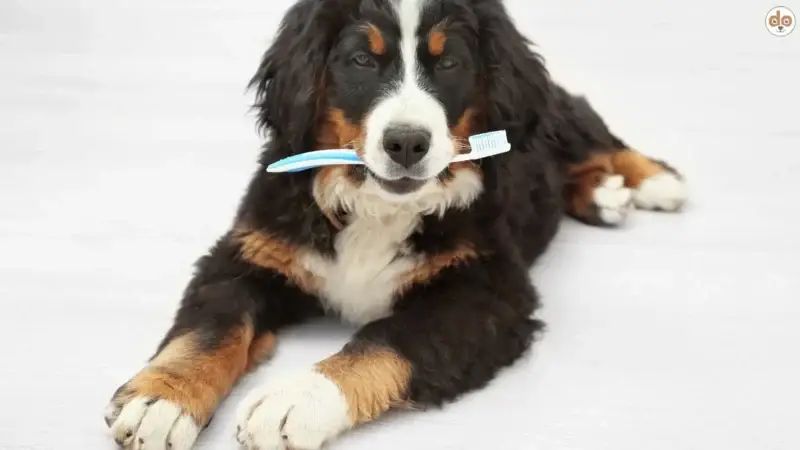 Der Ultraschallzahnbürste für Hunde auf den Zahn gefühlt