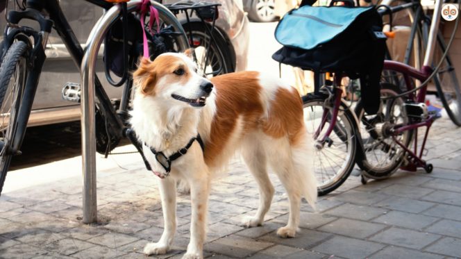 Unbeaufsichtigter Hund an Fahrradständer angeleint, Vorsicht vor Hundediebstahl