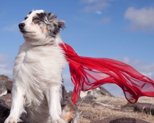 Australian Shepherd mit Superheldenumhang auf Berg, German Petfluencer Awards