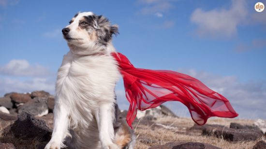 Australian Shepherd mit Superheldenumhang auf Berg, German Petfluencer Awards