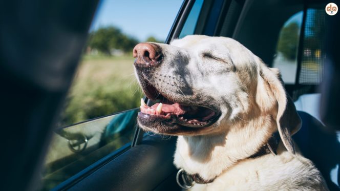Autofahrt mit Hund, Autozubehör für Hunde