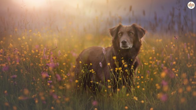 Heuschnupfen bei Hunden, Hund bei Frühling in Blumenwiese