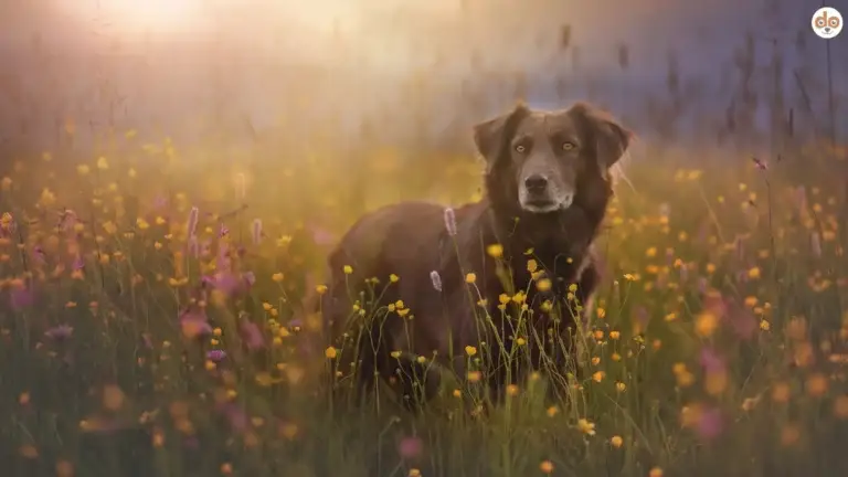 Heuschnupfen bei Hunden, Hund bei Frühling in Blumenwiese