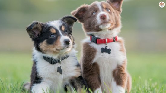 Welpenschule, zwei Border Collie Welpen
