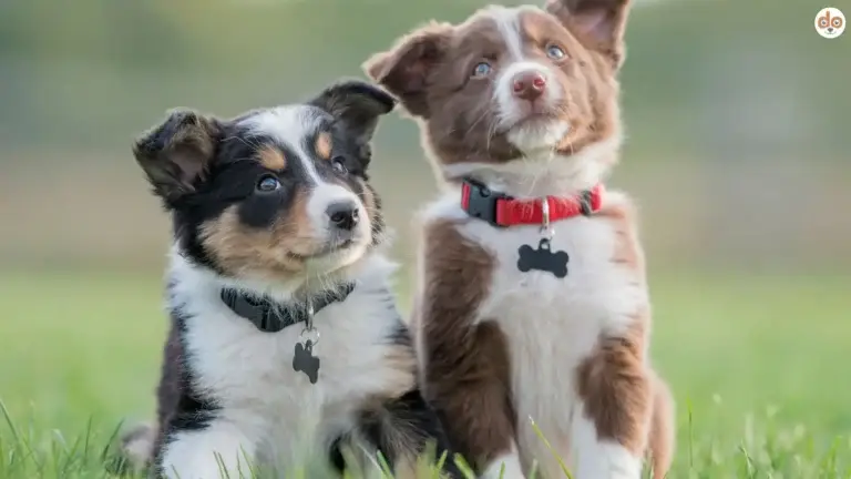 Welpenschule, zwei Border Collie Welpen
