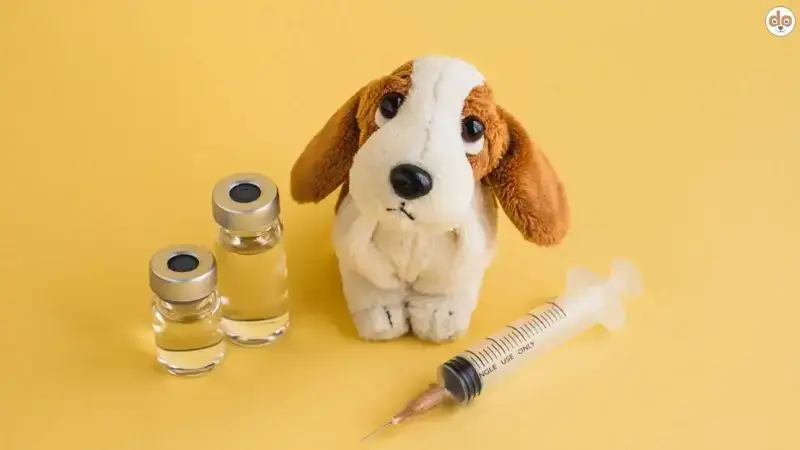 Hundeimpfungen: Core und Non-Core