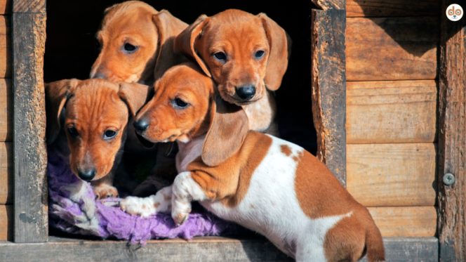 Illegaler Welpenhandel durch die Welpenmafia, Dachshund Welpen in einer Hundehütte