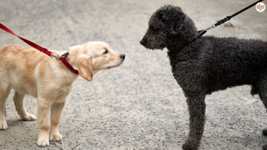 Hundebegegnungen