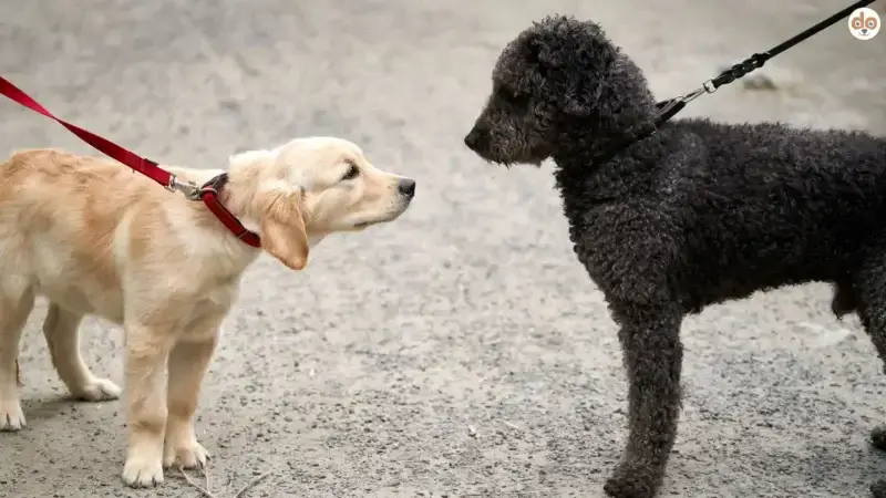 Auf diese 4 Punkte kommt es bei Hundebegegnungen an