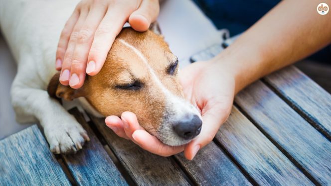 Schmerzen erkennen beim Hund, Besitzerin tastet Kopf ihres Hundes ab