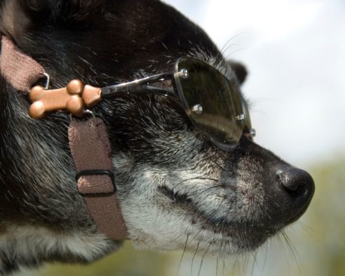 Hund mit Brille