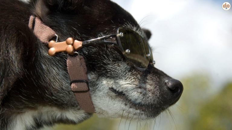 Hund mit Brille