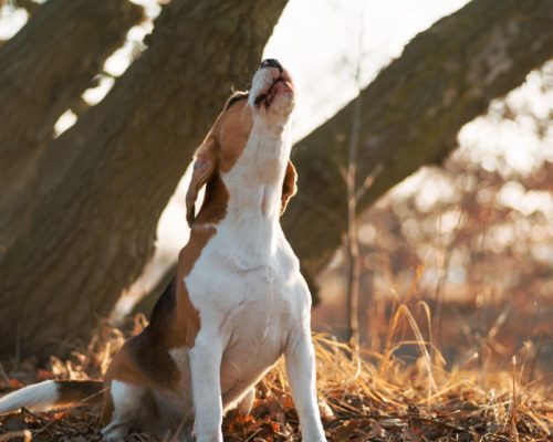 Problemverhalten vs Verhaltensproblem, Jagdhund heult im Wald