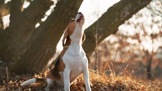 Problemverhalten vs Verhaltensproblem, Jagdhund heult im Wald