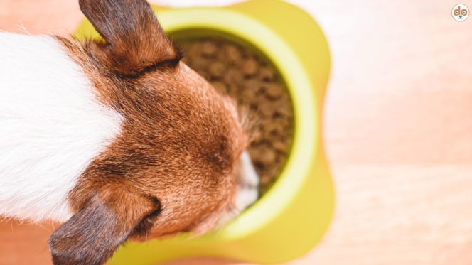 Gelber Hundenapf mit Trockenfutter Pellets, Aufklärung der häufigsten Hundefutter Mythen