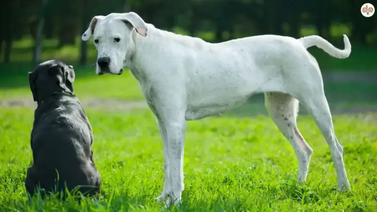 Grosse Hunde, schwarzer Labrador Retriever und weisse dänische Dogge
