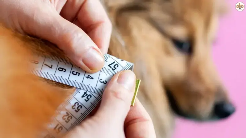 Der Body Condition Score als Leitfaden für die Hundegesundheit