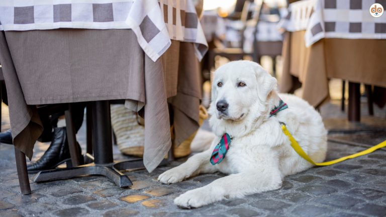 Mit Hund im Restaurant, Café