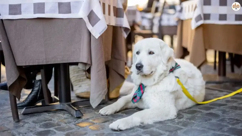 Gemeinsame Kulinarik – Mit Hund im Restaurant