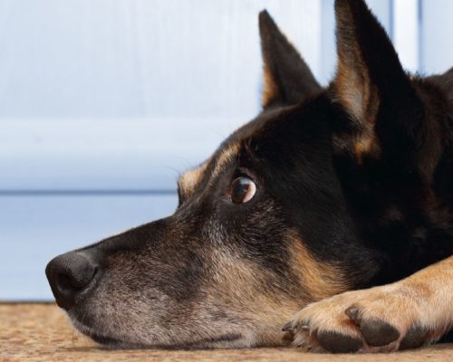 Schäferhund wartet entspannt vor Tür, Training für Impulskontrolle