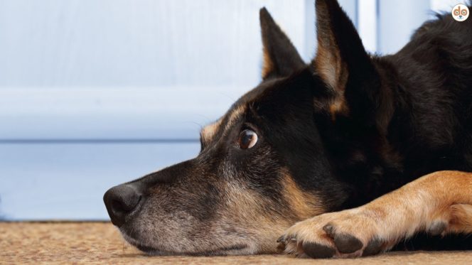 Schäferhund wartet entspannt vor Tür, Training für Impulskontrolle