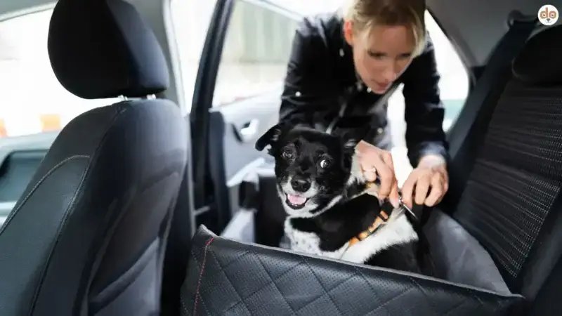 Halsband oder Geschirr beim Hund?