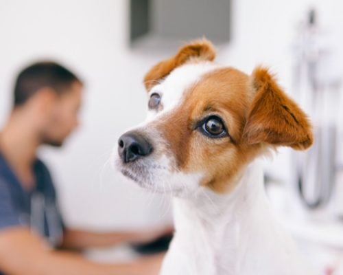 Hund beim Tierarzt, wie wirkt Cortison bei Hunden?