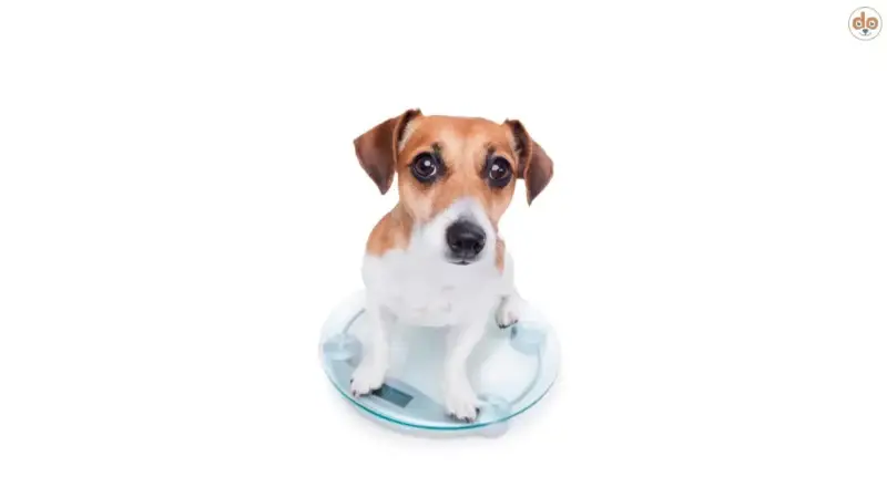 Kampf dem Übergewicht als Gesundheitsrisiko bei Hunden