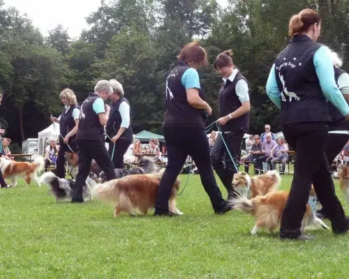 Dog Dance