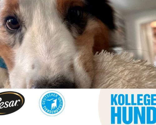 Mailo für den KollegeHund Tag