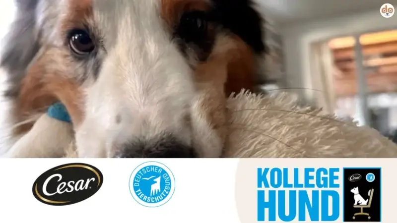 Aktionstag #KollegeHund: Vierbeiner erobern die Büros!