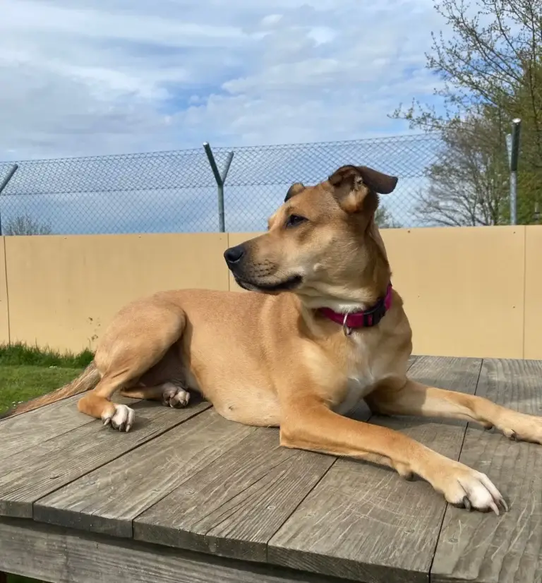 Piper