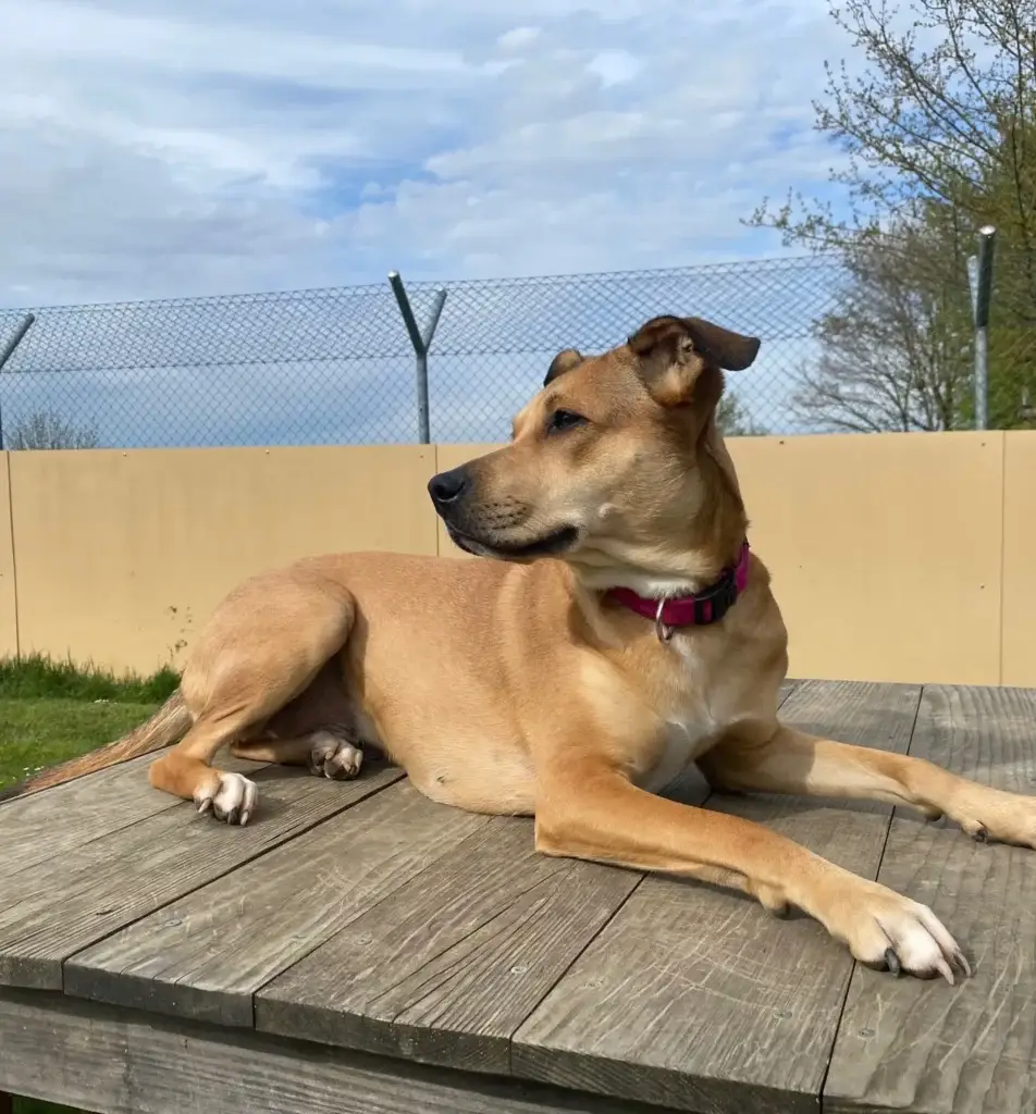 Piper