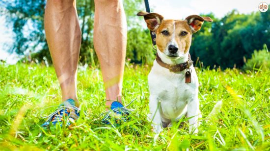 Gewohnheitstier Hund, Jack Russell Terrier sitzt neben Halter, von dem man nur die Beine sieht, auf sommerlicher Wiese