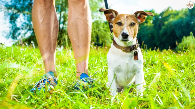 Gewohnheitstier Hund: Die Wurzeln seiner Verhaltensmuster