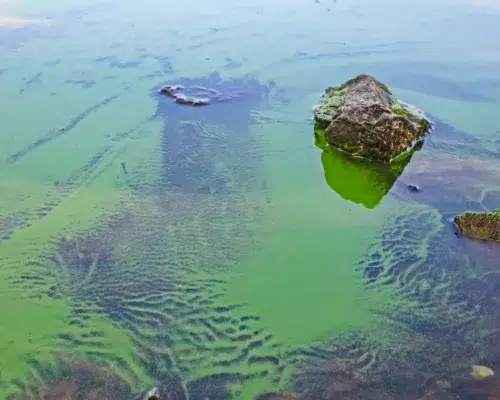 Blaualgen sehr fein und leicht grün