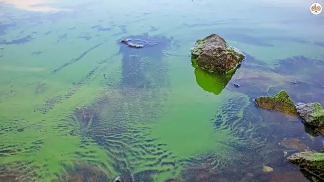 Blaualgen sehr fein und leicht grün