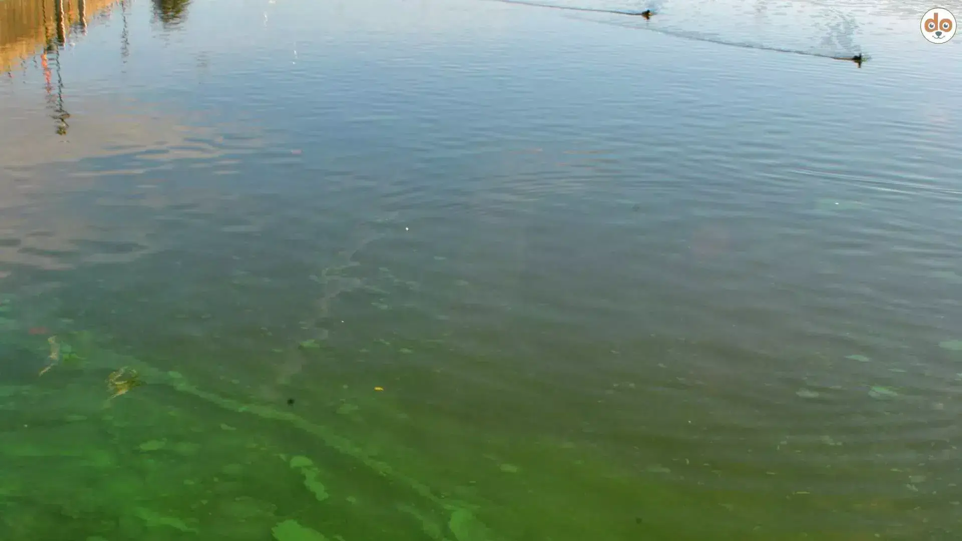 Blaualgen im See