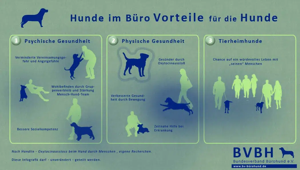 buerohunde 4a vorteile hunde